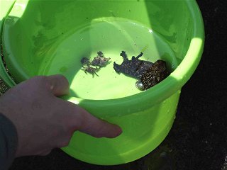 C̐