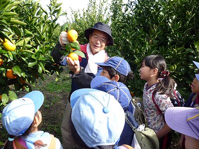みかんの採り方説明 写真