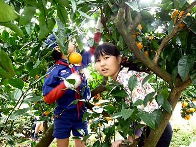 みかん狩り本番 写真