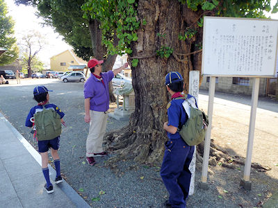 この木の名前は? 写真