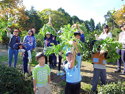 大根がいっぱい 写真